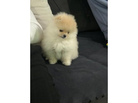 3 aylık sıfır burun orjinal tüm eşyalarıyla pomeranian