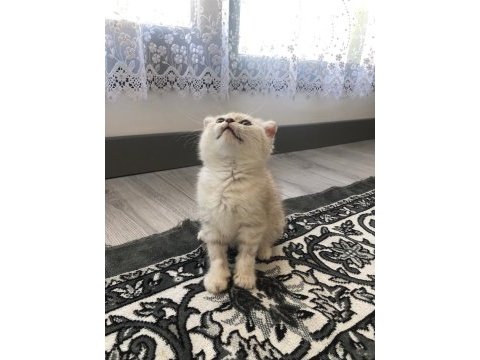 Scottish fold erkek kedimiz