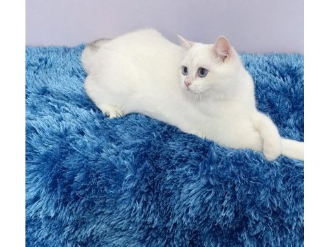 British shorthair sevimli cana yakın uysal