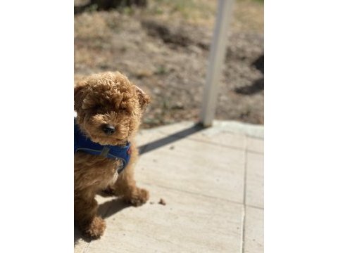 Ayzek toy poodle