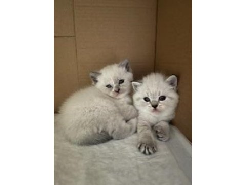 Dişi british shorthair yavrular