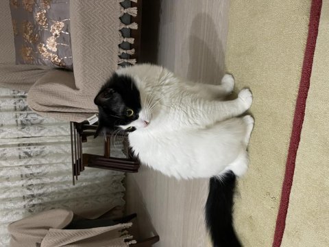 Ankara kedisi kırması