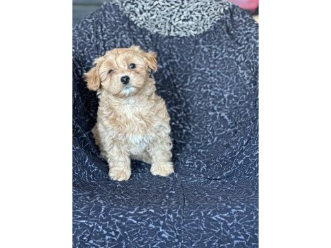 Maltipoo yavrular
