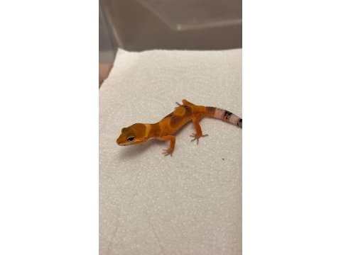 Morph garentili leopard gecko