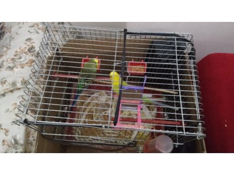 Muhabbet kuşu dişi ve erkek