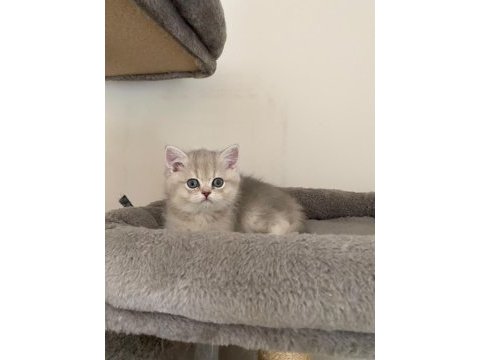 Ay11 erkek ayı kafa british shorthair