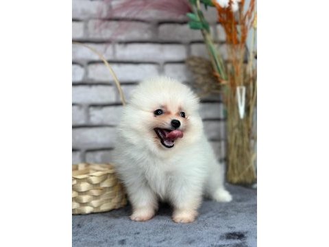Pomeranian boo