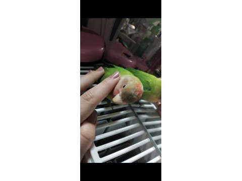 Yetişkin cennet papağanı