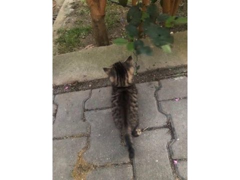 2 aylık çok tatlı benekli tekir