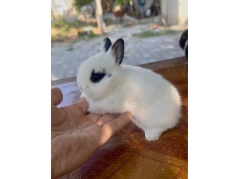Cüce tavşan (netherland dwarf)