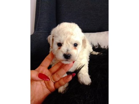 Bichon frise yavruları