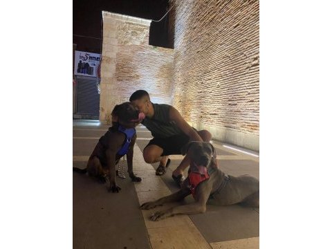 Acil satılık cane corso köpekler