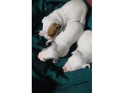 Jack russell yavrularımız