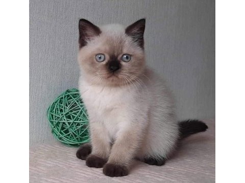 Bitter çikolata point british shorthair 