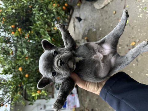 French bulldog bebekler 38 günlük
