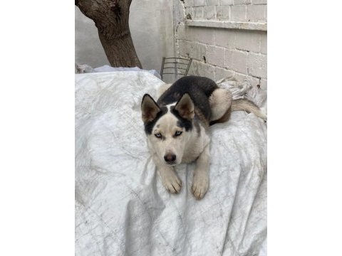 Muhteşem sibirya kurdu (husky) yavrularımız