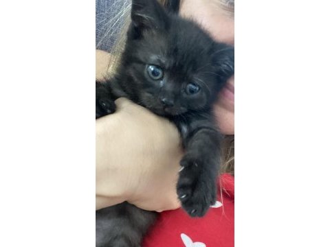 Kara boncuk kedim