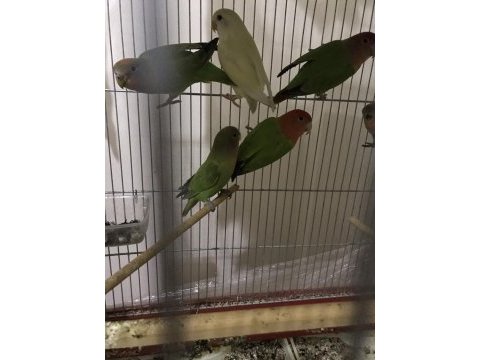 Bebek sevda papağanı eğitime açık