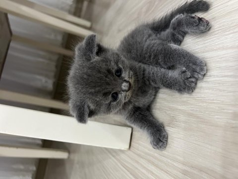 Scottish fold kedisi