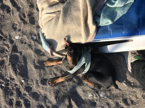 Dünyalar tatlısı 4 aylık doberman eğitime açık