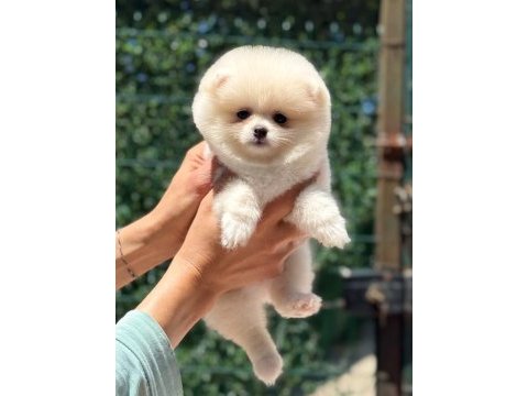 Kusursuz karbeyaz dişi pomeranian boo