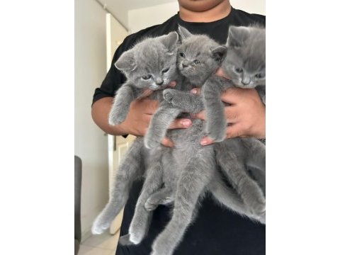 British shorthair yavrular
