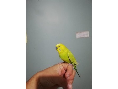 Konuşan muhabbet kuşu