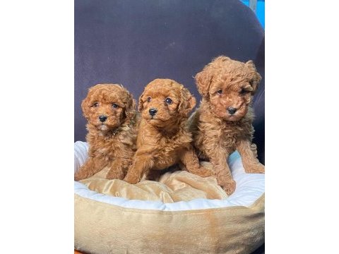 Ruhsatlı çiftliğimiz burkemden yılbaşı şekeri poodle