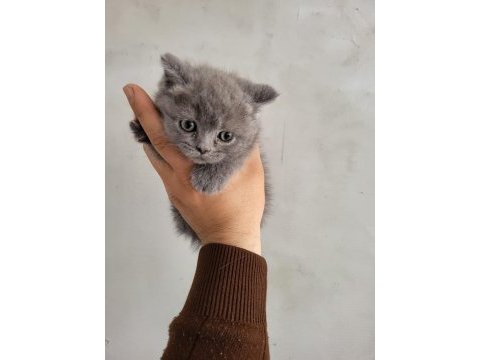 Safkan scottish fold bebeklerim