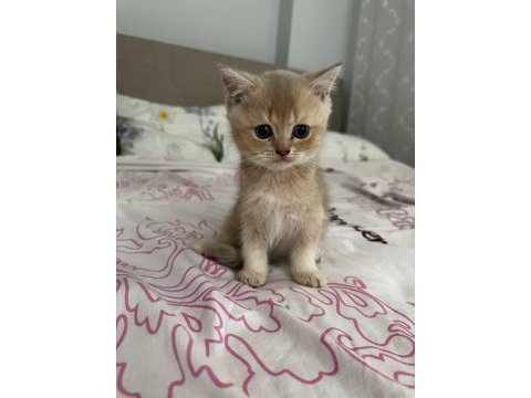 2 bucuk aylık yavrular tek veya toplu sahiplendirilecek