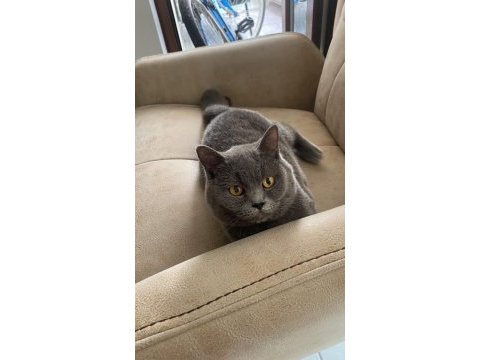 2 yaşında erkek british shorthair hiç çiftleşmedi eğitimli