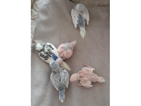 5 adet muhabbet kuşu yavrusu