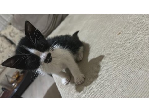 Smokin kedimiz henüz 1 aylık erkek bebek