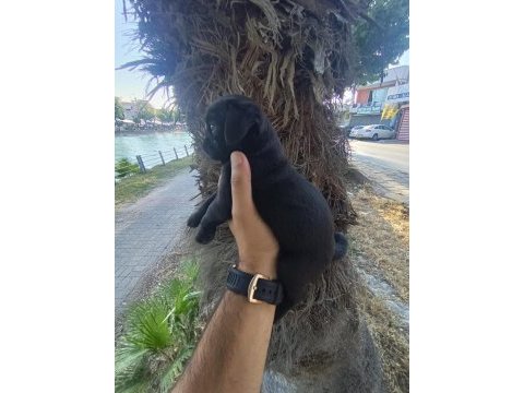 Gül kuyruk basık surat orjinal pug mops