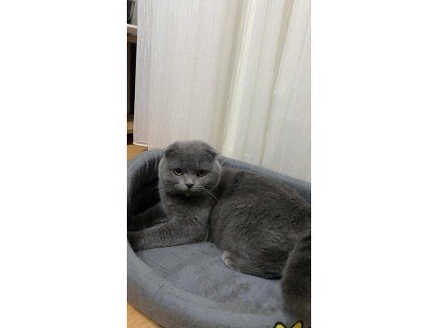 11 aylık dünyalar güzeli kedimiz rıfkı