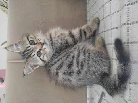 British shorthair linda ve yavruları