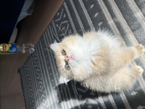 Golden yavrular anne baba şecereli kedimiz