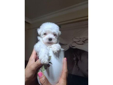 0 boy maltese terrier