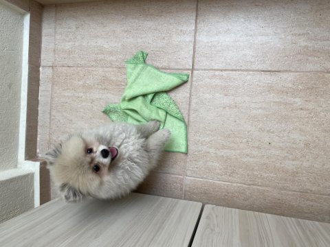 3 aylık pomeranian boo