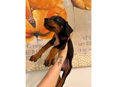Doberman yavruları