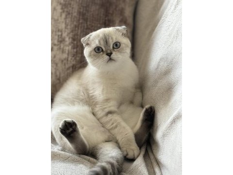 Scottish fold inci kızıma kendi çocuğu gibi bakacak yuva
