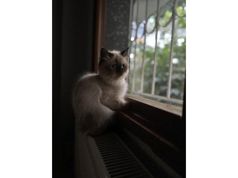 8 aylık himalayan cinsi kızımın yuvasını arıyorum