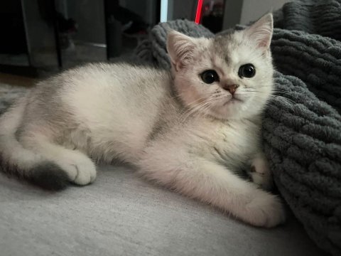 British shorthair yavrular