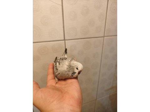 Jumbo muhabbet kuşu bebişler