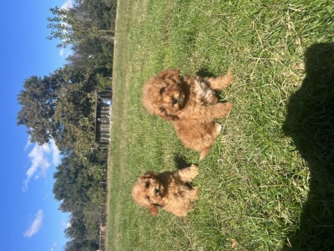 Orjinal minyatür poodle yavrular