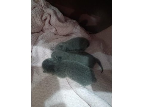 14 şubat doğumlu british shorthair yavrularımız
