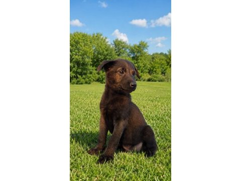 Şecereli belçika malinois yavruları