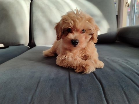 Maltipoo 3 aylık erkek