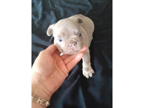 İsabella and tan french bulldog
