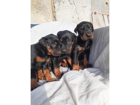 Safkan doberman yavrular
